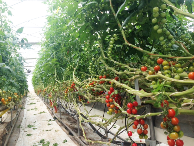 湘南農場自慢のトマト、リッチスターの栽培風景です。